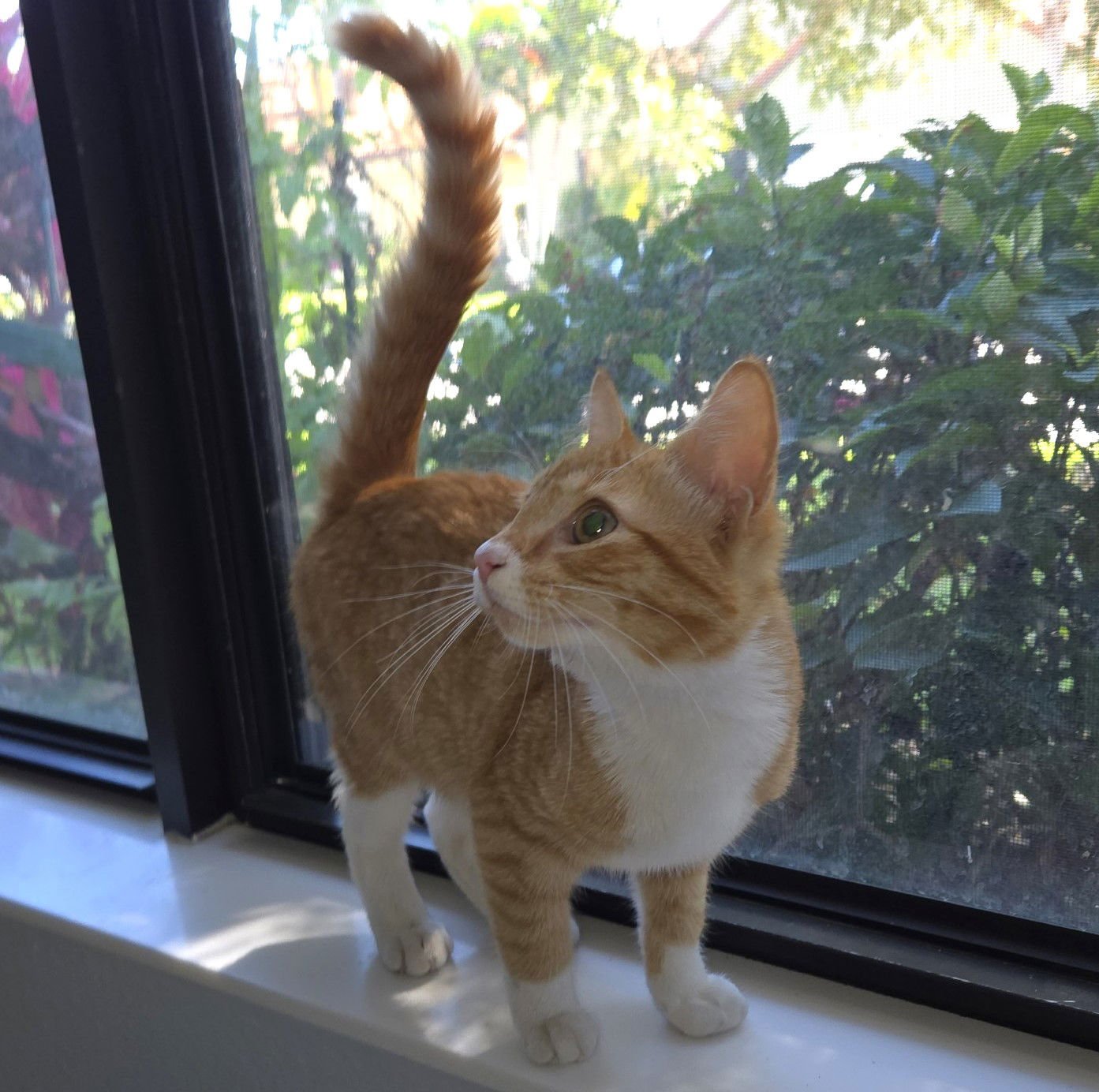 MARCELLA - Tabby available for adoption