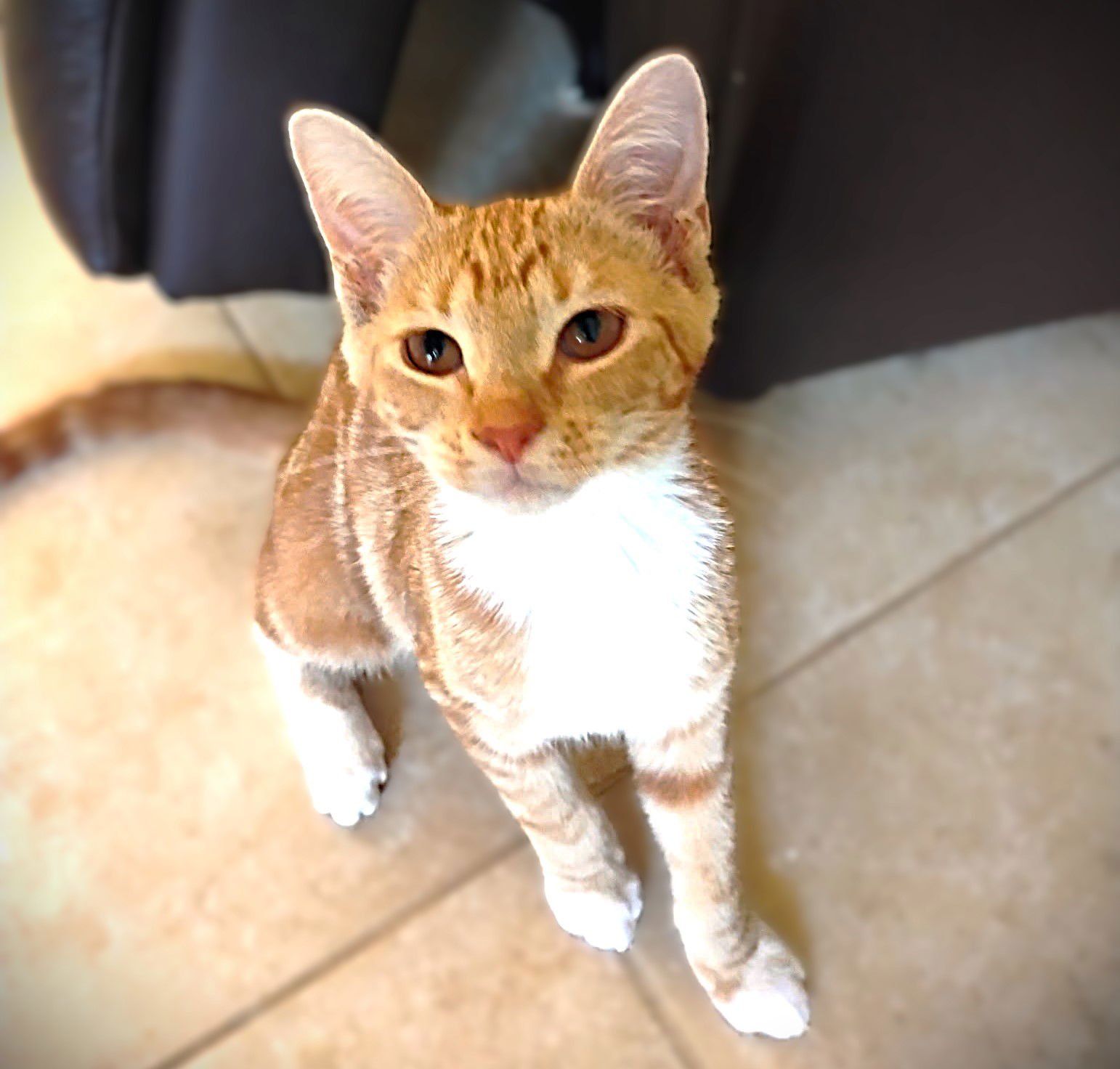 CASSIDY - Tabby available for adoption