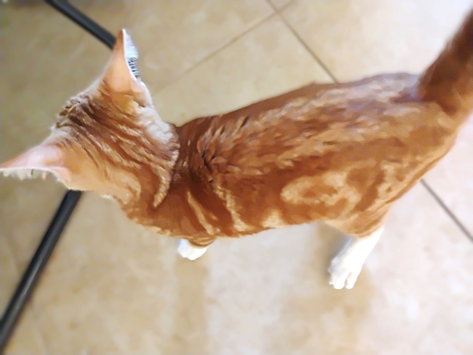 CASSIDY - Tabby available for adoption