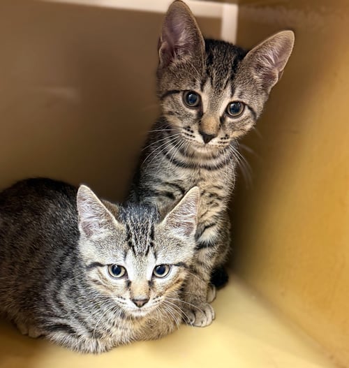 JOEY - Tabby for adoption in Cape Coral