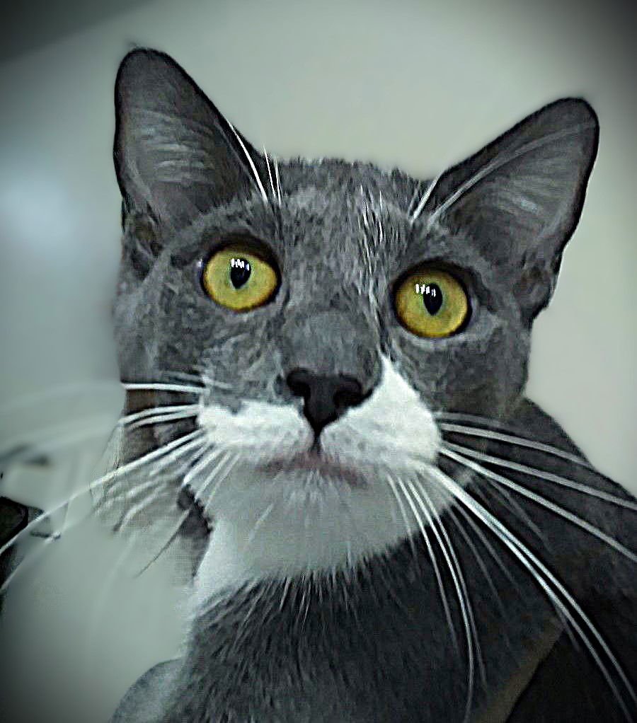 PEANUT - Tuxedo / Russian Blue available for adoption