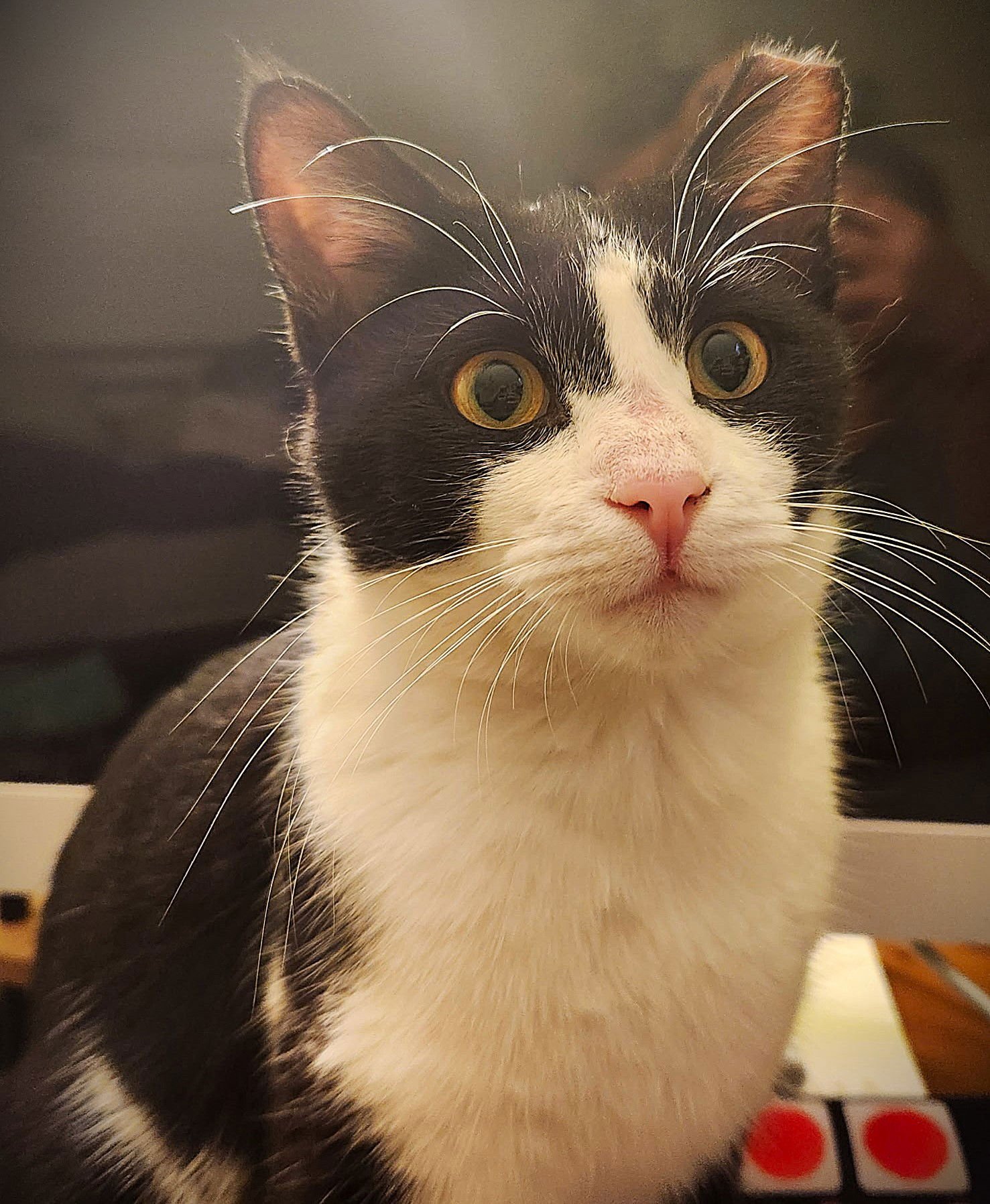 DAFFOLDIL - Tuxedo available for adoption