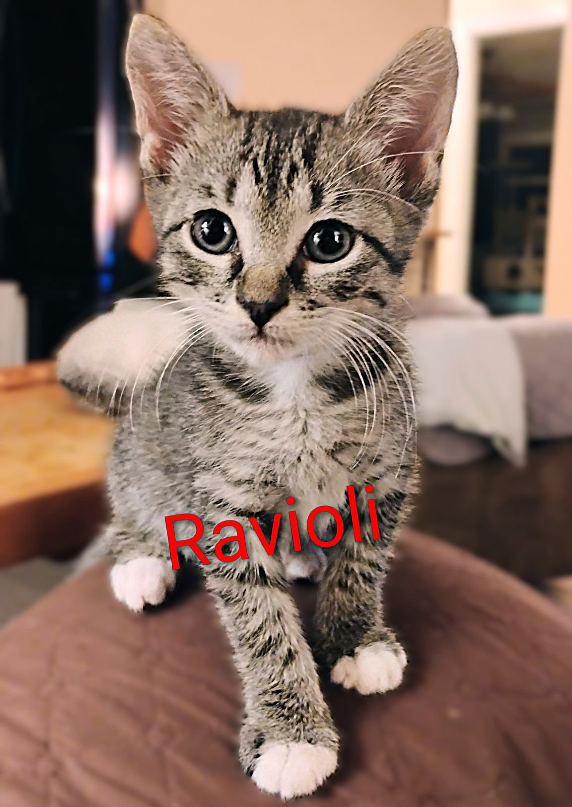 RAVIOLI - Tabby / Domestic Short Hair available for adoption