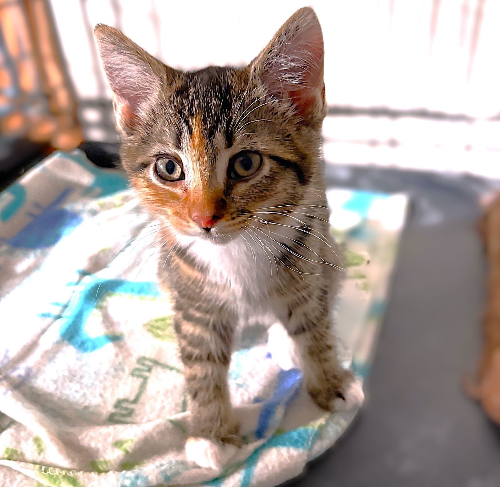 MIRA - Manx / Torbie available for adoption