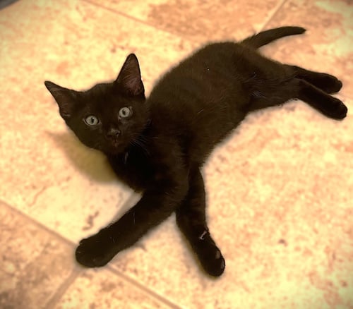FRANKIE - Domestic Short Hair available for adoption