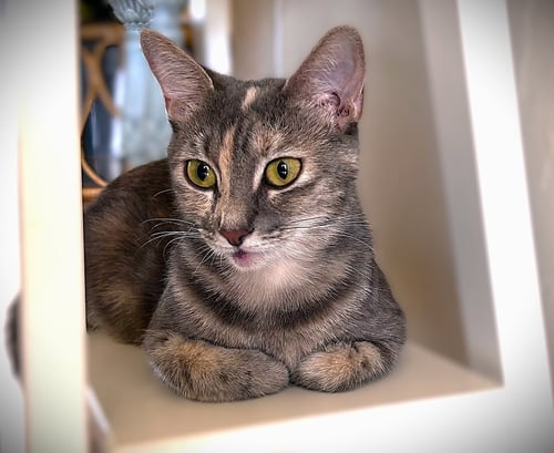 CORAL - Dilute Calico available for adoption