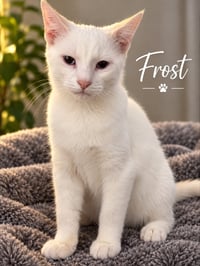 Frost - Photo 1