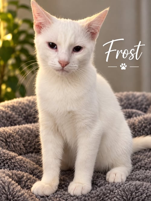FROST - Siamese / Domestic Short Hair available for adoption