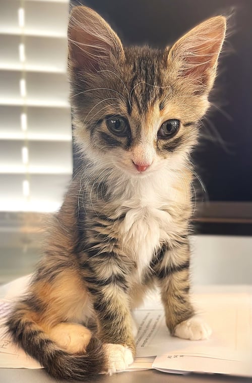 OZZIE - Domestic Medium Hair / Tabby for adoption in Fort Myers