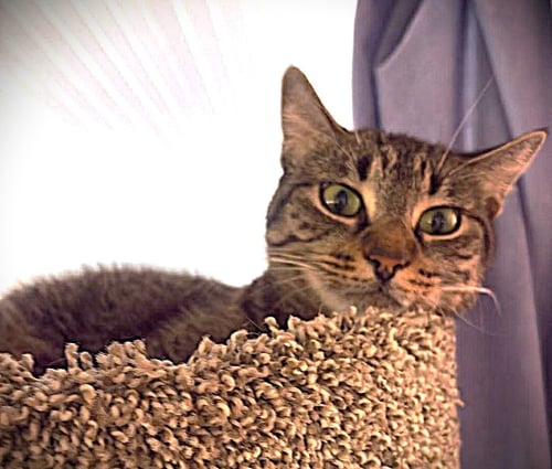 MAXINE - Tabby / Domestic Short Hair available for adoption