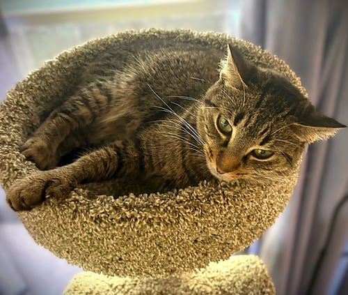 MAXINE - Tabby / Domestic Short Hair available for adoption