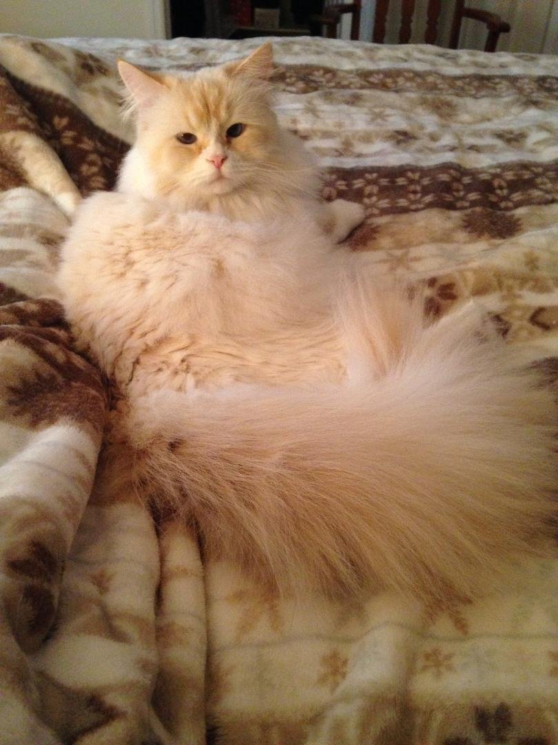 BARNUM & BAILEY - Himalayan / Domestic Long Hair available for adoption