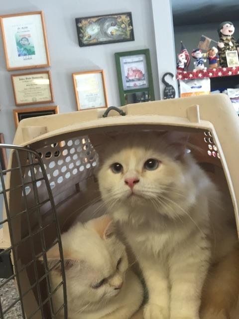 BARNUM & BAILEY - Himalayan / Domestic Long Hair available for adoption