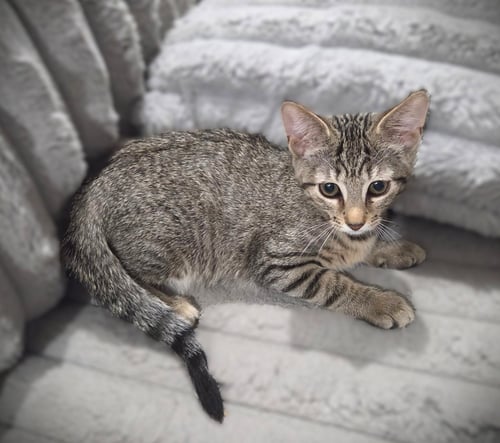 CLAUDIA - Tabby available for adoption