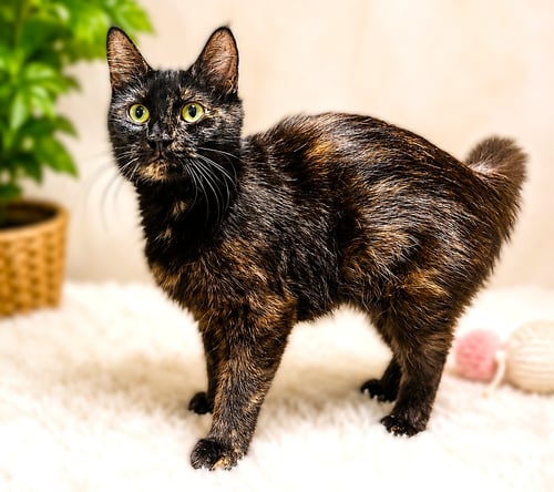 BLOSSOM - Tortoiseshell / Domestic Long Hair available for adoption