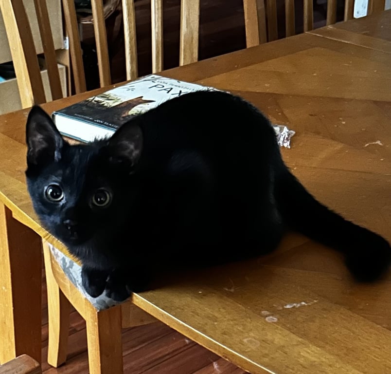 Cedric Image