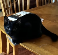 Cedric - Photo 1