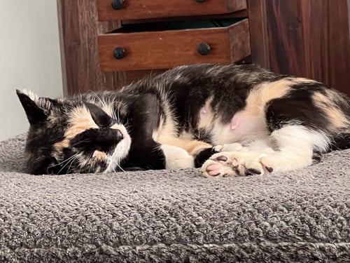 CHARM - Calico / Tortoiseshell available for adoption