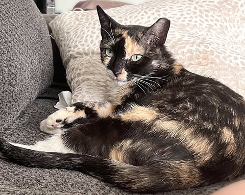 CHARM - Calico / Tortoiseshell available for adoption