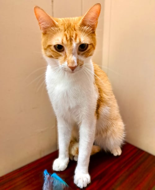 SOL - Domestic Short Hair / Tabby for adoption in Fort Myers