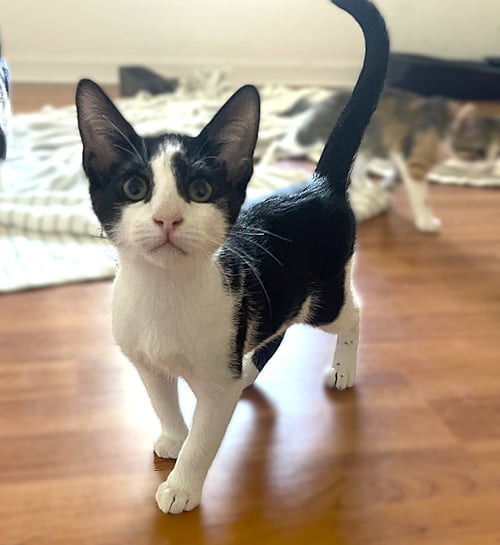 BINX