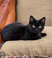 Junebug - Photo 1