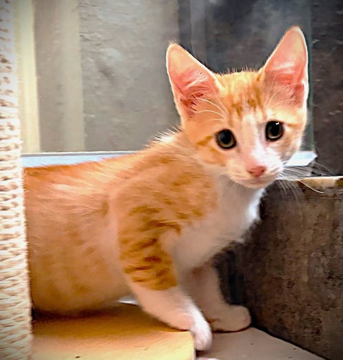 SUNKIST - Tabby available for adoption