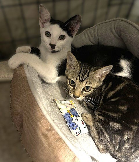 CHAZZY - Tabby available for adoption