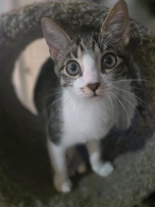 CHICKY - Tabby available for adoption