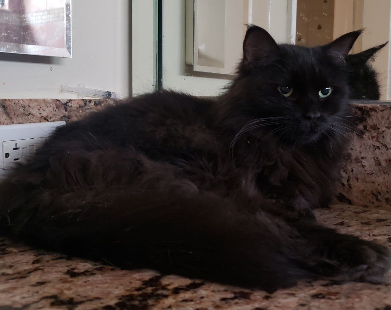 MELIN - Maine Coon / Domestic Long Hair available for adoption