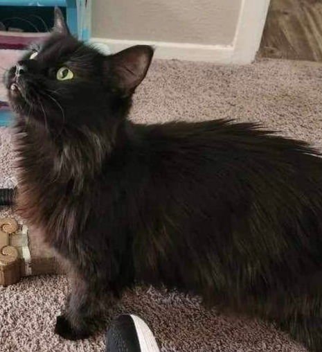 MELIN - Maine Coon / Domestic Long Hair available for adoption