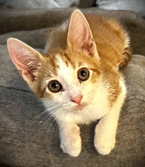 ALEX (VAN HALEN) - Domestic Short Hair / Tabby for adoption in Cape Coral