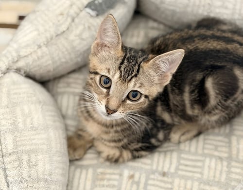 HASH BROWN - Tabby for adoption in Cape Coral
