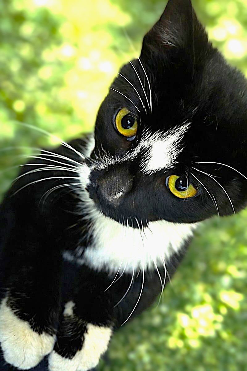 ECHO - Tuxedo available for adoption