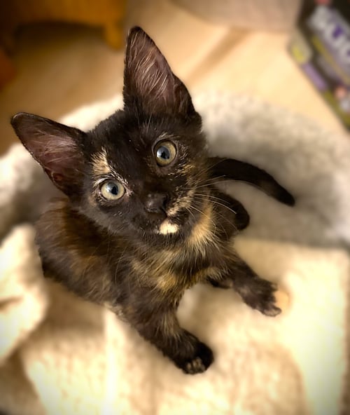 CHOPPER - Tortoiseshell / Domestic Short Hair available for adoption