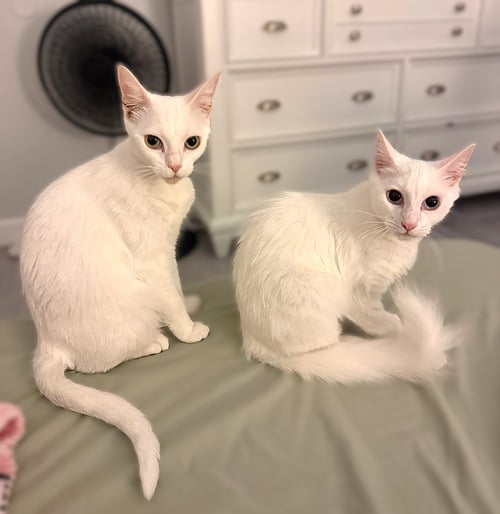 NEVE AND SNOW