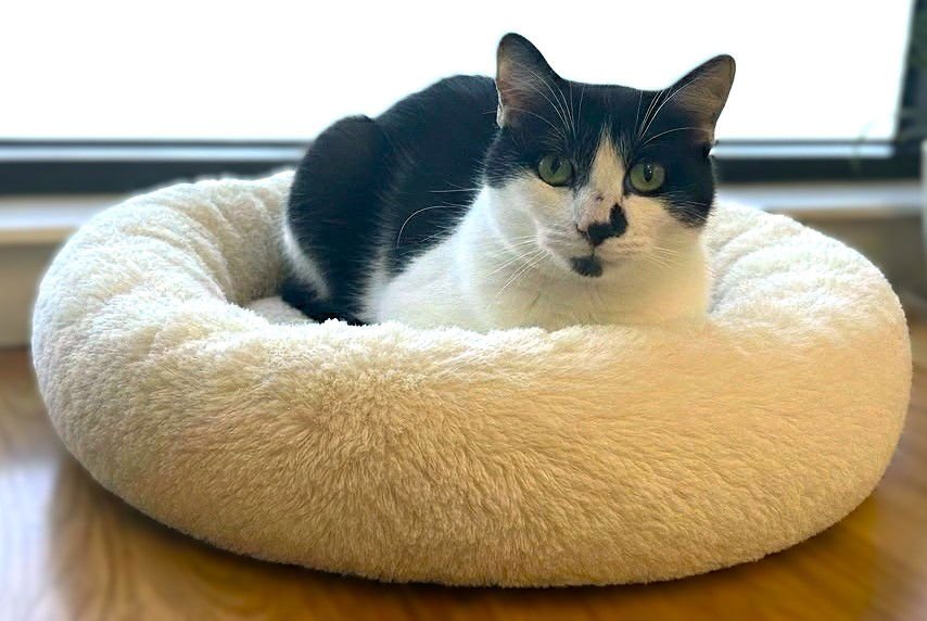 COOKIE - Domestic Short Hair available for adoption