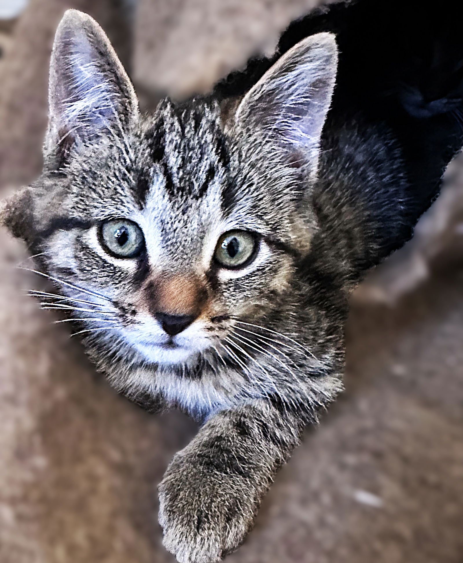 TIGER LILY - Tabby available for adoption