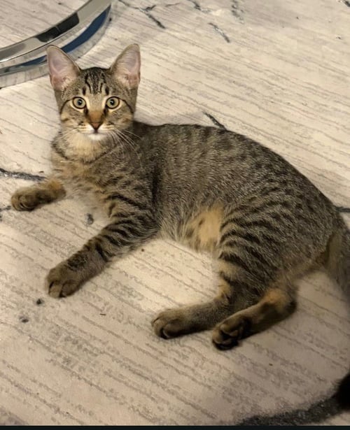 CAMDEN - Domestic Medium Hair / Tabby available for adoption