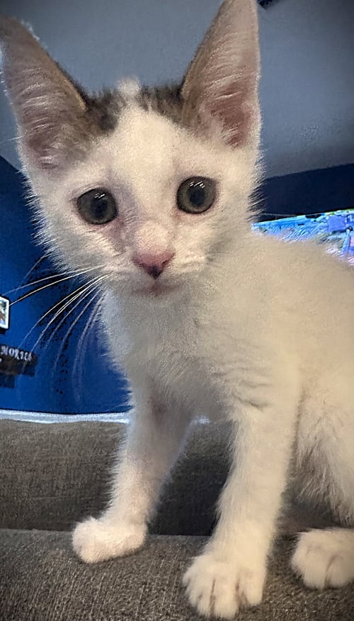 MICHAEL - Tabby for adoption in Cape Coral