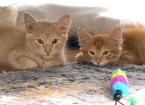 CLAY - Domestic Long Hair / Tabby available for adoption