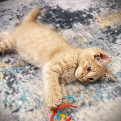 CLAY - Domestic Long Hair / Tabby available for adoption