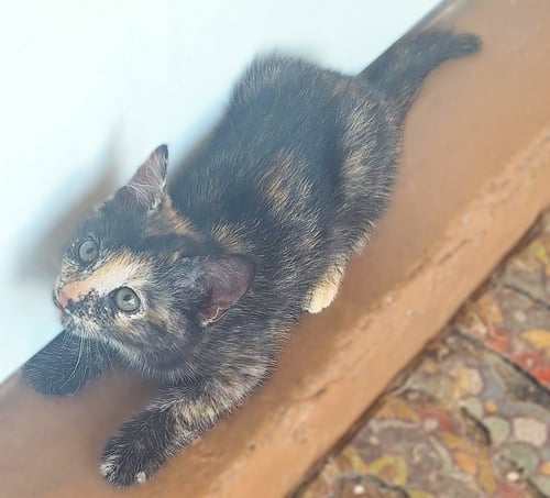 KARMA - Tortoiseshell for adoption in Fort Myers