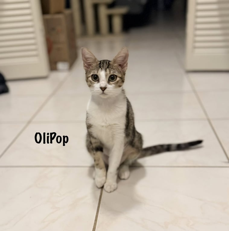 OliPop Image