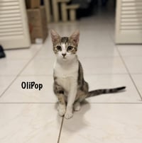 OliPop - Photo 1