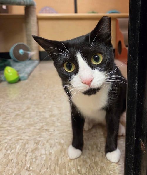 GUMDROP - Tuxedo available for adoption