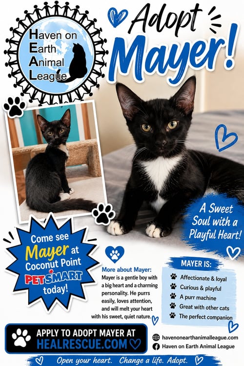 MAYER - Tuxedo available for adoption