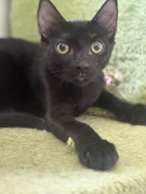 RALLY - European Shorthair available for adoption