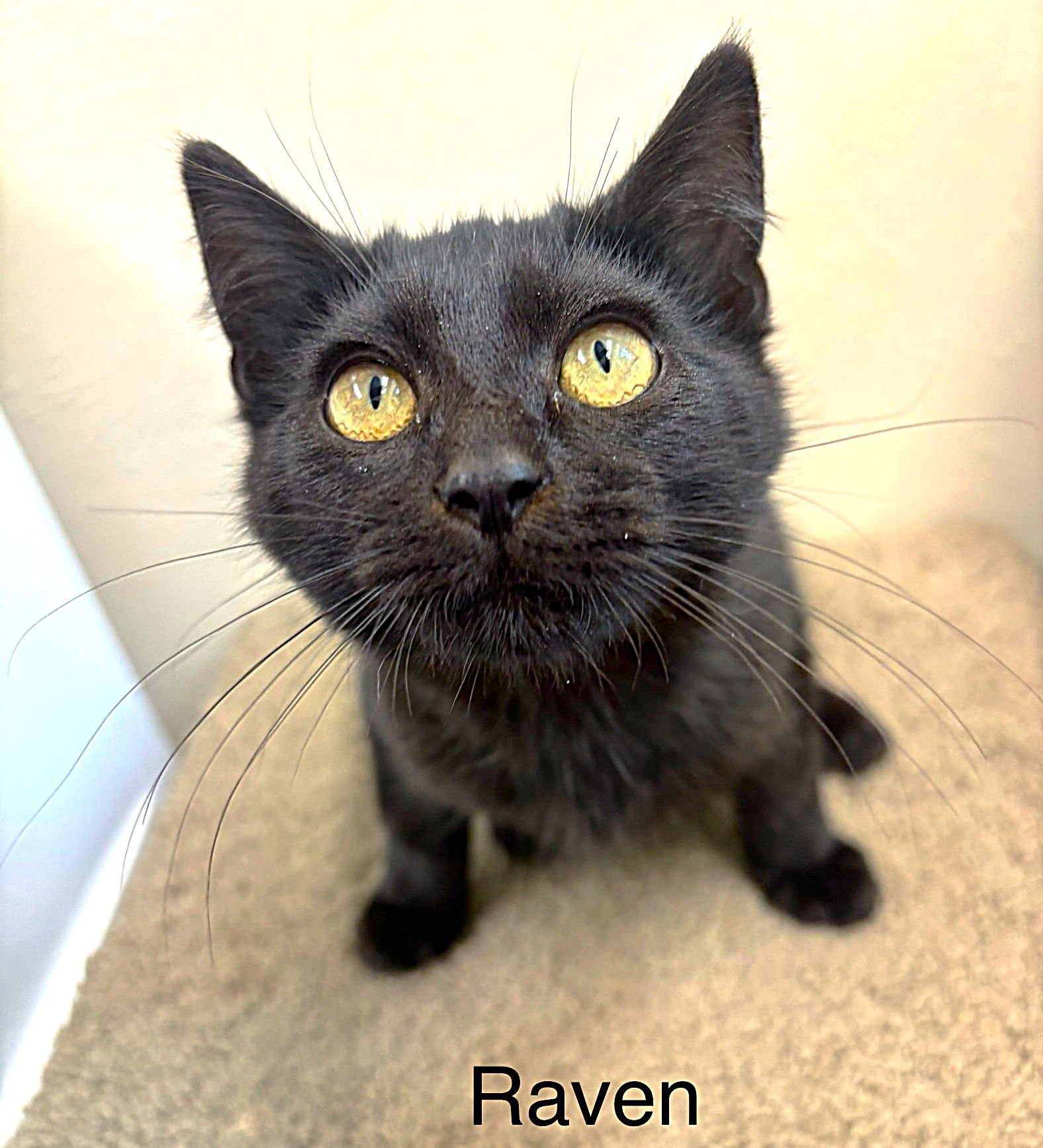 RAVEN - Domestic Short Hair available for adoption