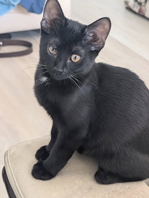ARIEL - Domestic Short Hair available for adoption